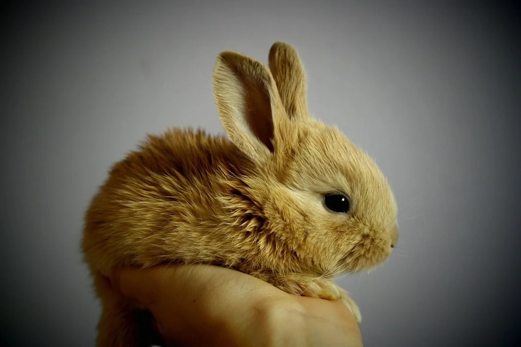 Apprenez-en plus sur les animaux de compagnie