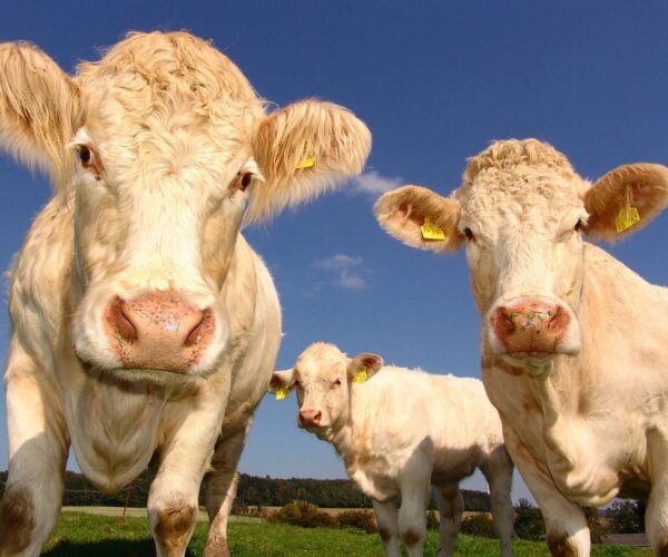 La gestion efficace du tarissement chez la vache laitière